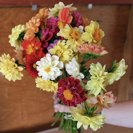 Showpiece Double Mix, Dahlia Seeds
